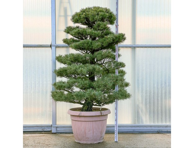 Pinus Pentaphylla - Pino a cinque aghi - 230 cm