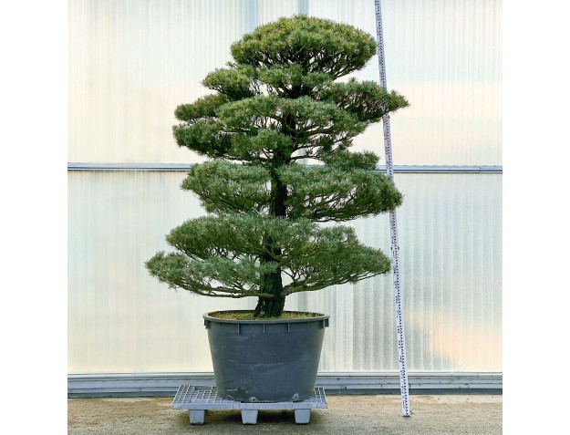 Pinus Pentaphylla - Pino a cinque aghi - 255 cm