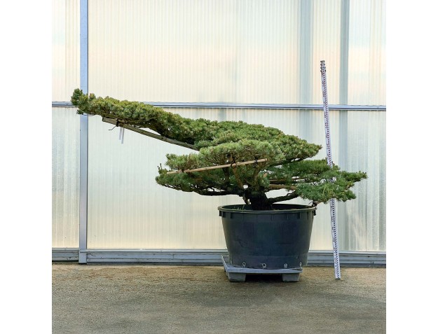 Pinus Pentaphylla - Pino a cinque aghi - 180 cm