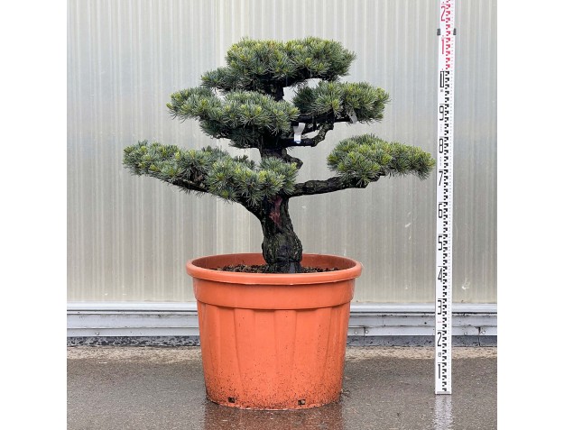 Pinus Pentaphylla - Pino a cinque aghi - 110 cm
