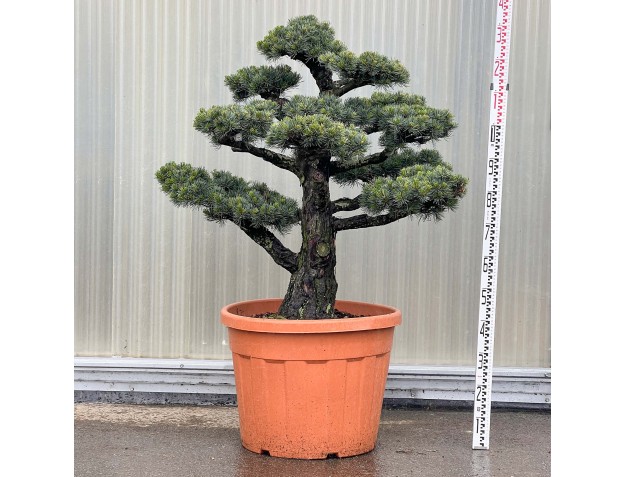 Pinus Pentaphylla - Pino a cinque aghi - 130 cm