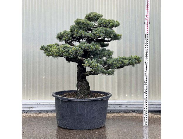 Pinus Pentaphylla - Pino a cinque aghi - 125 cm
