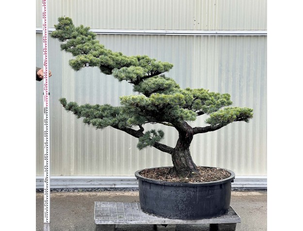 Pinus Pentaphylla - Pino a cinque aghi - 175 cm