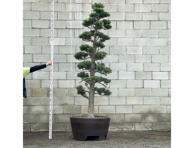 Podocarpus macrophylla - 278 cm