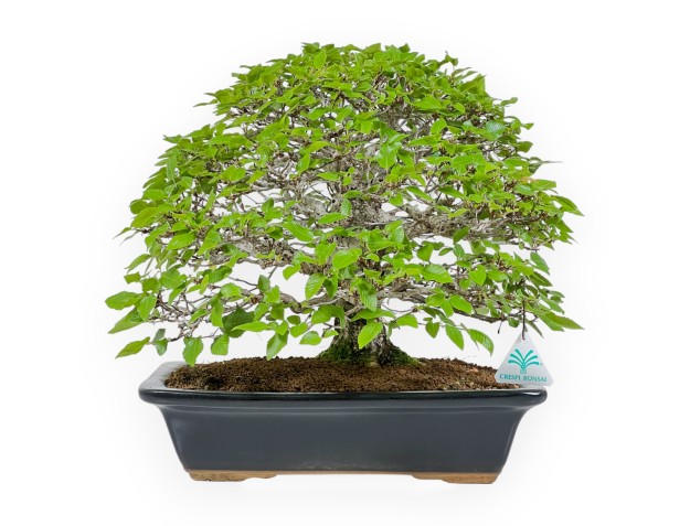 Carpinus - Hainbuche - 37 cm