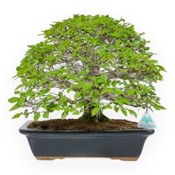Carpinus - Hornbeam - 37 cm