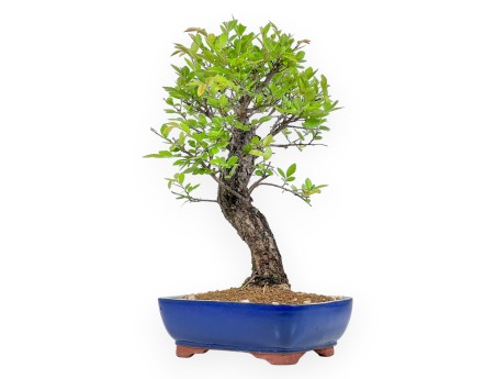 Ulmus Parviflora - Olmo - 41 cm