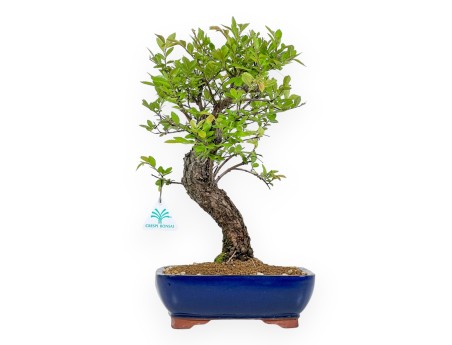 Ulmus Parviflora - Olme - 41 cm