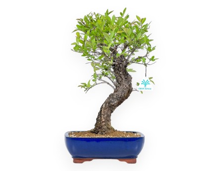 Ulmus Parviflora - Iep - 41 cm