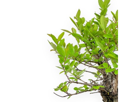 Ulmus Parviflora - Ulme - 41 cm
