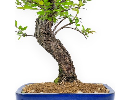 Ulmus Parviflora - Ulme - 41 cm