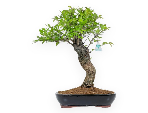Ulmus Parviflora - Olmo - 41 cm
