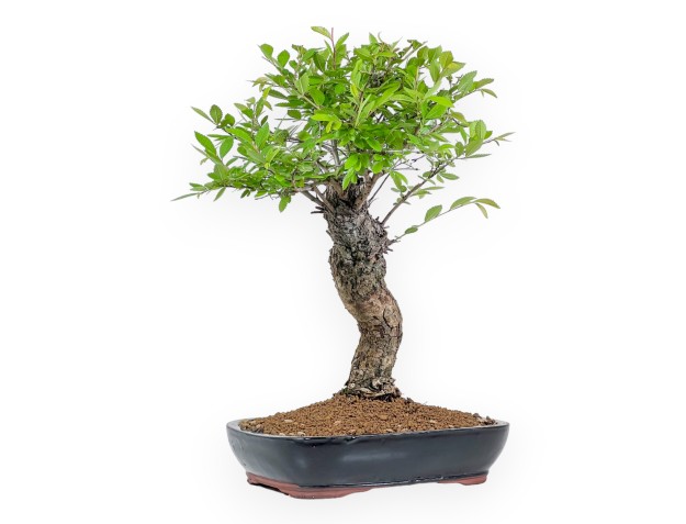 Ulmus Parviflora - Iep - 41 cm 2