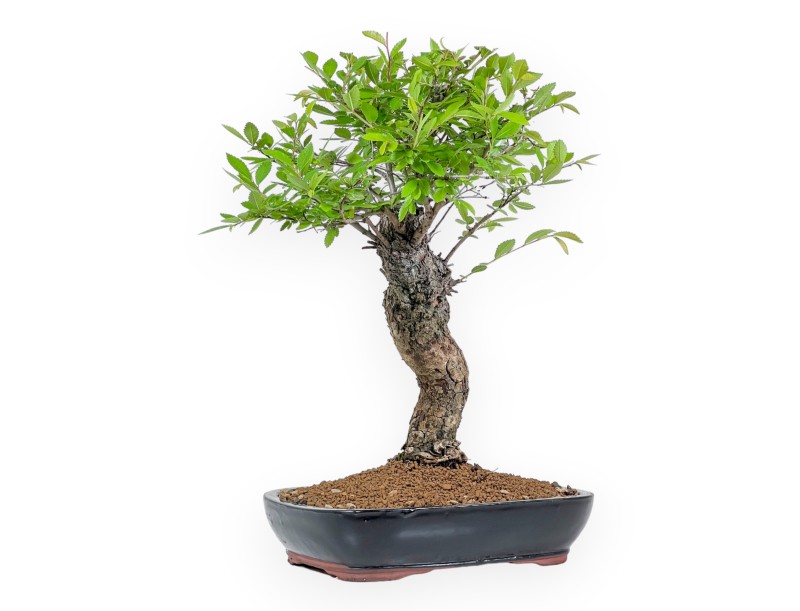 Ulmus Parviflora - Olme - 41 cm