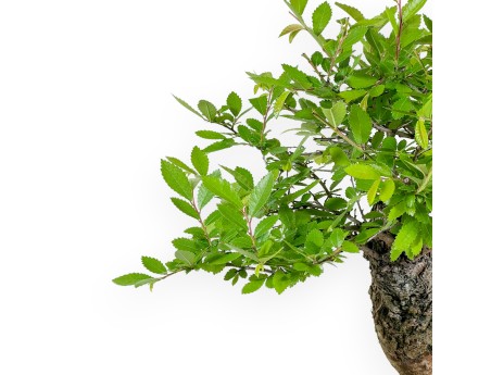 Ulmus Parviflora - Olmo - 41 cm