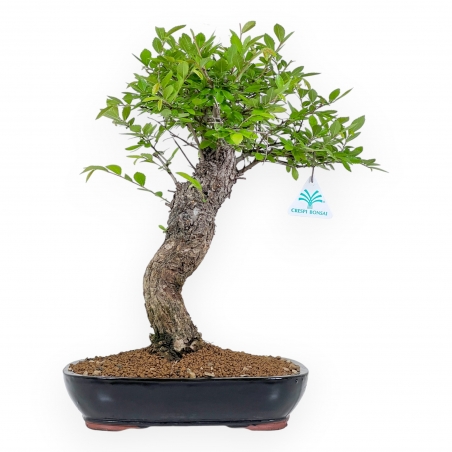 Ulmus Parviflora - Ulme - 41 cm