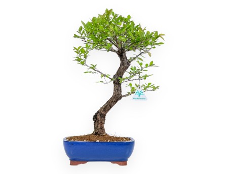 Ulmus Parviflora - Olme - 46 cm