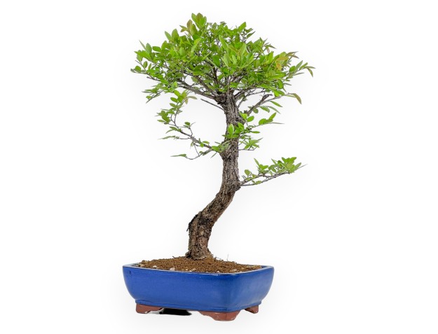 Ulmus Parviflora - Ulme - 46 cm 2