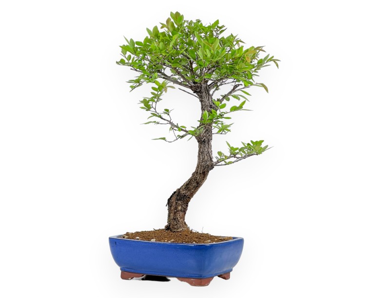 Ulmus Parviflora - Olmo - 46 cm