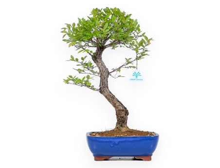 Ulmus Parviflora - Olme - 46 cm