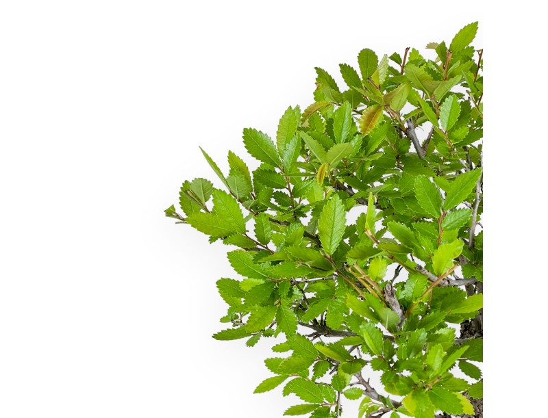 Ulmus Parviflora - Iep - 46 cm