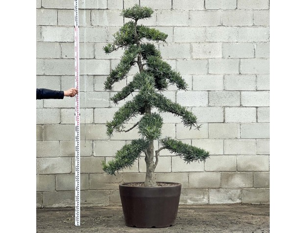 Podocarpus macrophylla - 220 cm
