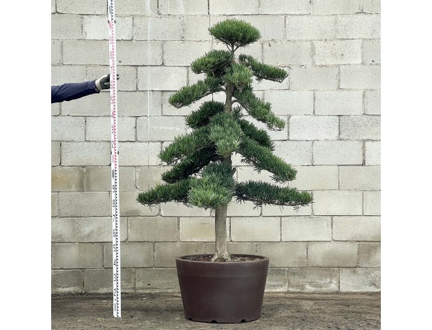 Podocarpus macrophylla - 200 cm