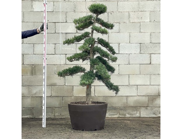 Podocarpus macrophylla - 200 cm