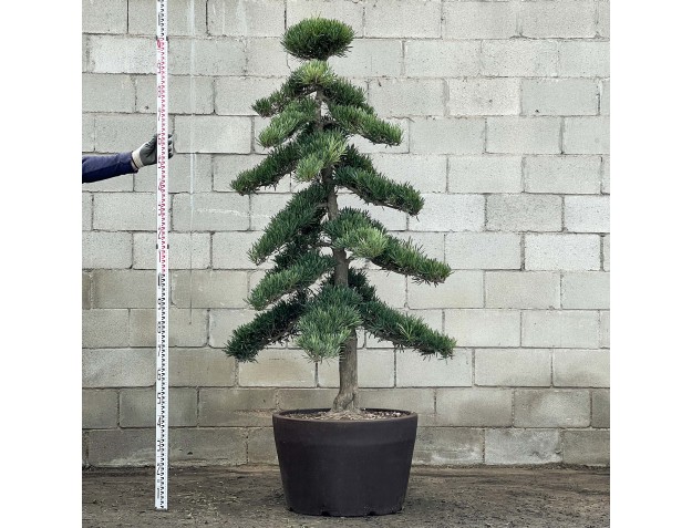 Podocarpus macrophylla - 210 cm
