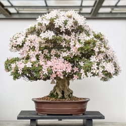 Rhododendron Indicum Hikari-no-Tsukasa - Azalée - 87 cm