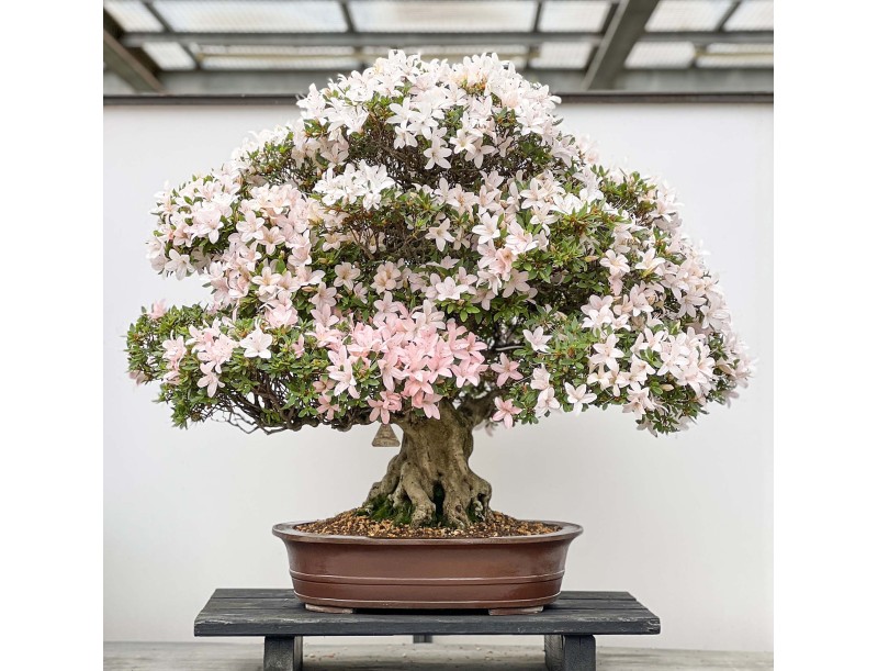 Rhododendron Indicum Hikari-no-Tsukasa - Azalea - 87 cm