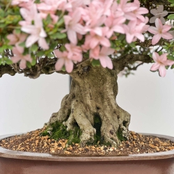Rhododendron Indicum Hikari-no-Tsukasa - Azalée - 87 cm