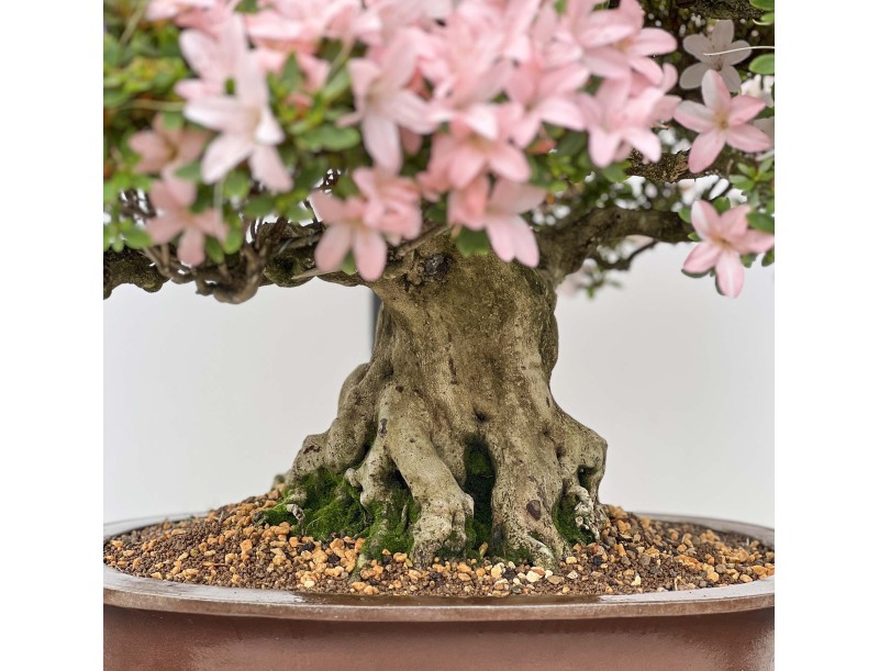 Rhododendron Indicum Hikari-no-Tsukasa - Azalea - 87 cm