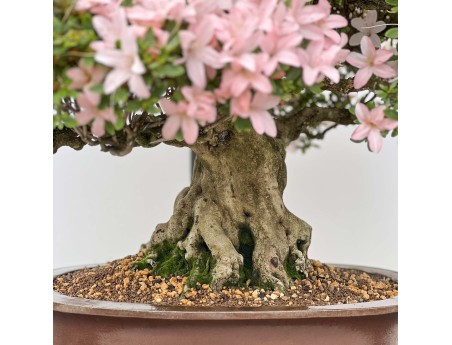 Rhododendron Indicum Hikari-no-Tsukasa - Azalée - 87 cm