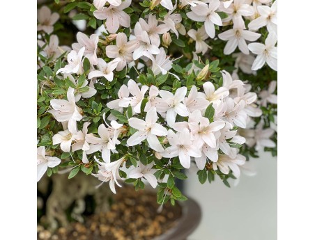 Rhododendron Indicum Hikari-no-Tsukasa - Azalea - 87 cm