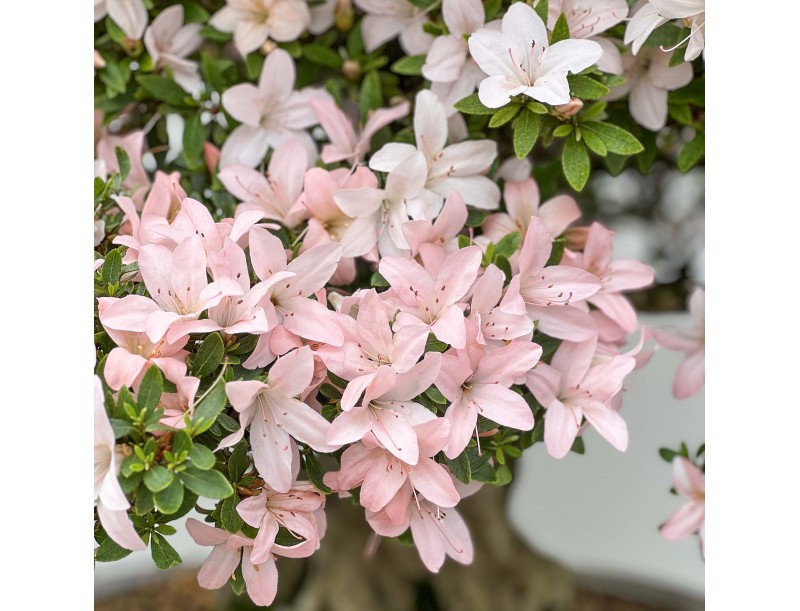 Rhododendron Indicum Hikari-no-Tsukasa - Azalea - 87 cm