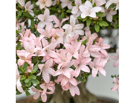Rhododendron Indicum Hikari-no-Tsukasa - Azalée - 87 cm