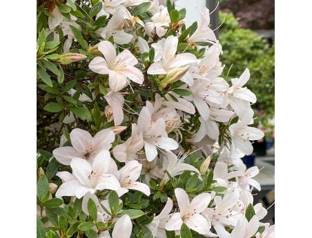 Rhododendron Indicum Hikari-no-Tsukasa - Azalea - 87 cm