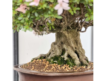 Rhododendron Indicum Hikari-no-Tsukasa - Azalea - 87 cm