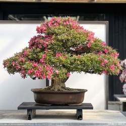 Rhododendron Indicum Korin - Azalea - 87 cm