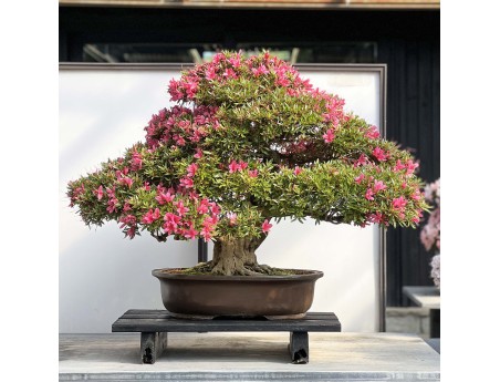Rhododendron Indicum Korin - Azalea - 87 cm