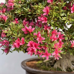 Rhododendron Indicum Korin - Azalea - 87 cm