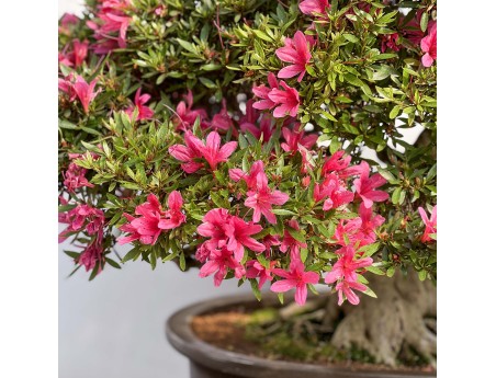 Rhododendron Indicum Korin - Azalée - 87 cm