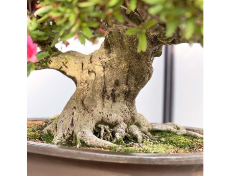 Rhododendron Indicum Korin - Azalée - 87 cm