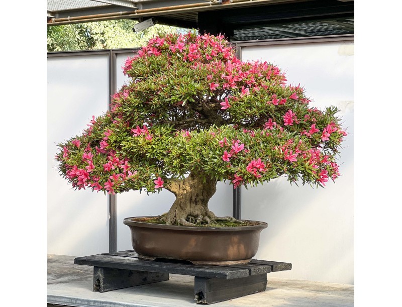 Rhododendron Indicum Korin - Azalée - 87 cm