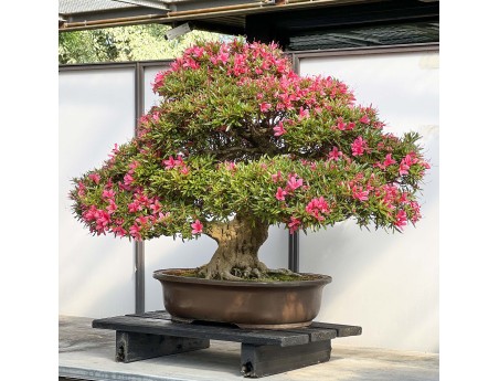 Rhododendron Indicum Korin - Azalea - 87 cm