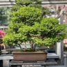 Taxus cuspidata - Tasso - 75 cm