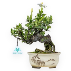Gardenia Jasminoides - Gardenia - 28 cm