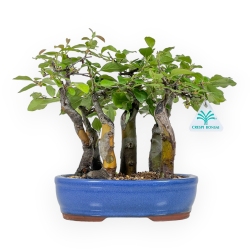 Pseudocydonia Chinensis - Cognassier - 25 cm