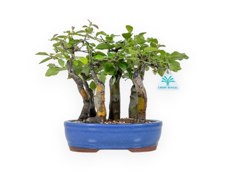 Pseudocydonia Chinensis - Chinese quince - 25 cm